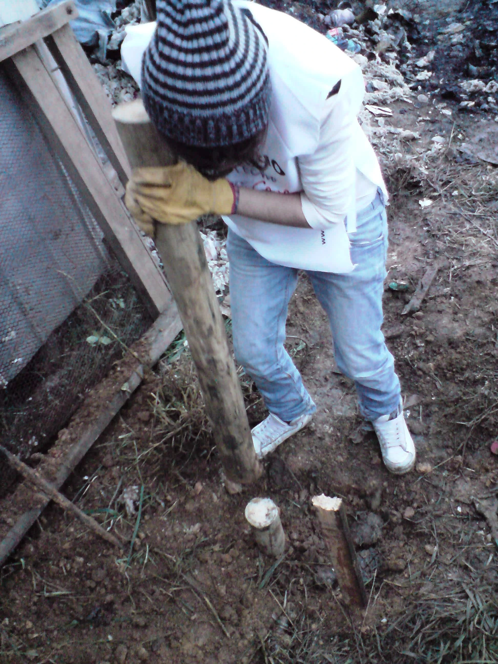 "Pollo," a volunteer builder, setting a pile on higher ground to the same height as the master pile. Mediagua construction at Lota on the Chilean coast, June 2010. Photo by Ben Angel.