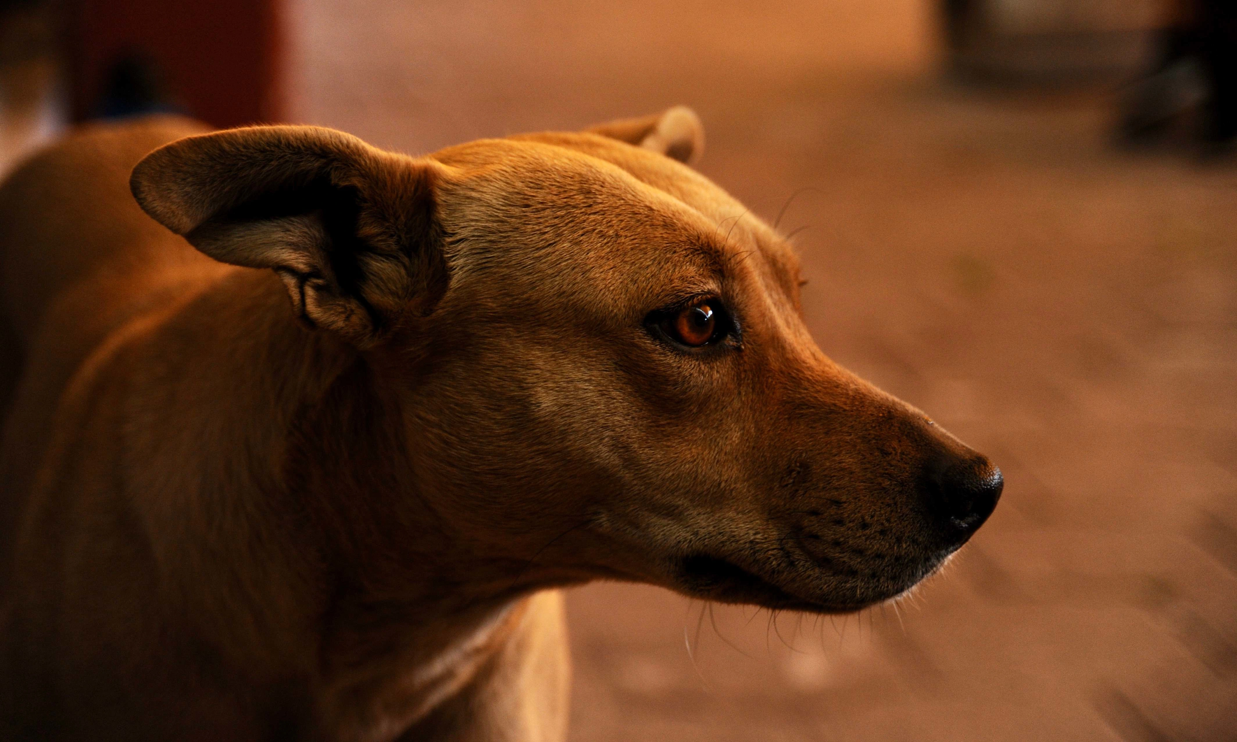 A stray dog, affectionately nicknamed Lulu, living by the pop up clinic was happy with all her visitors