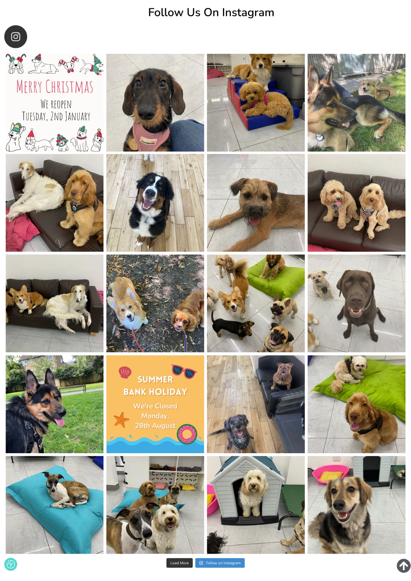 The integrated Instagram feed for the Great and Small Dog Care website.