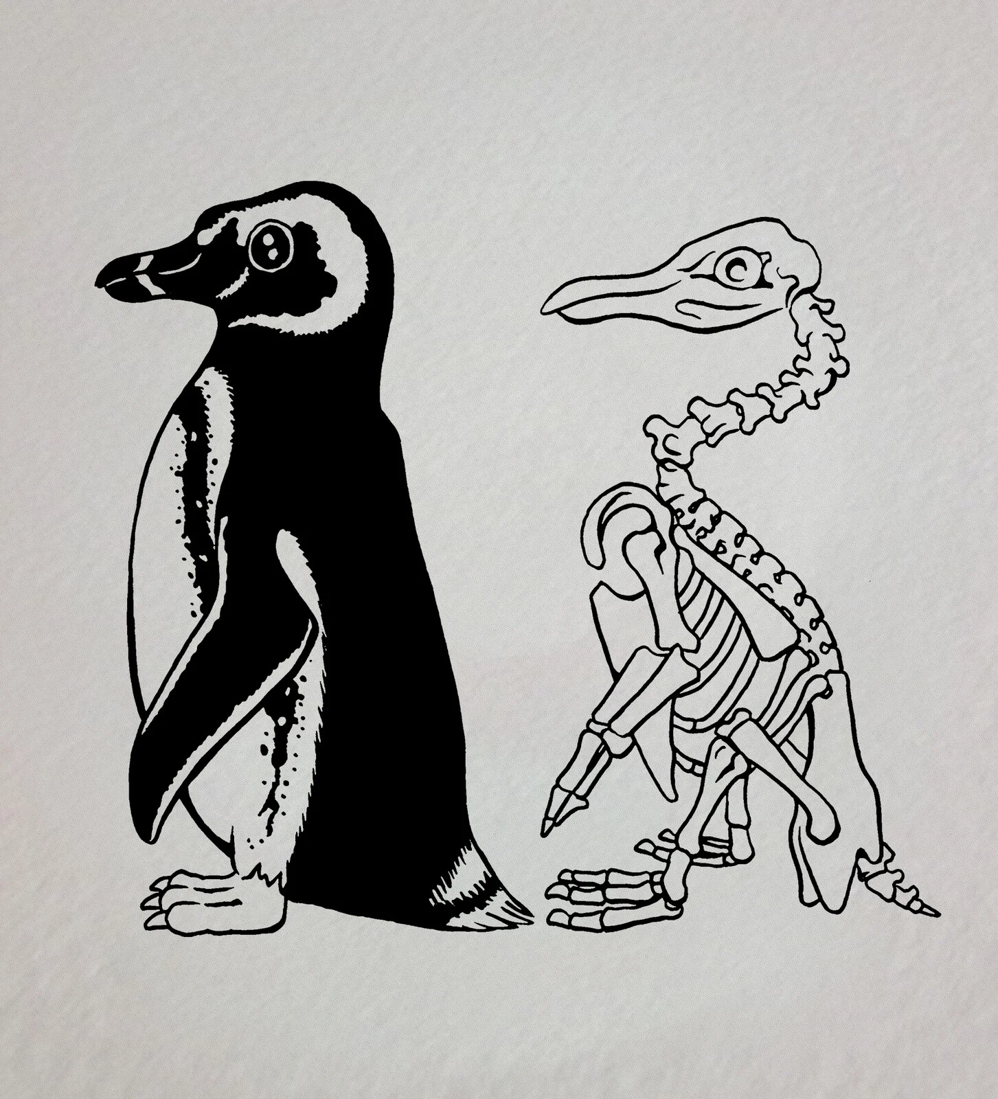 Skeletal System of a Penguin