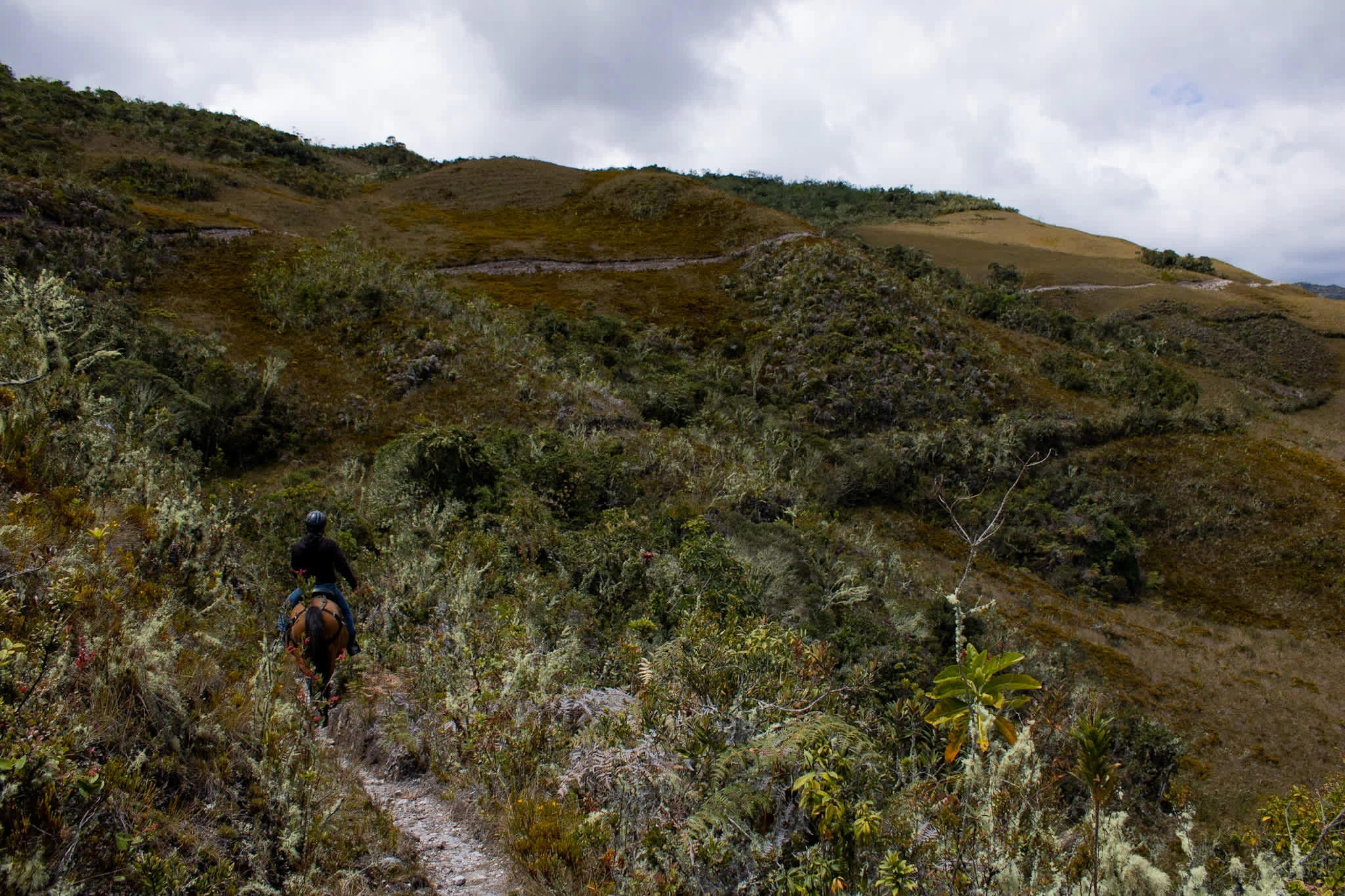 Riding through the pajonales of the Peruvian Andes