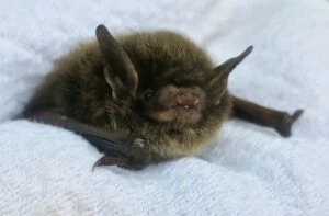 Ringding [Credit: Pennsylvania Bat Rescue]