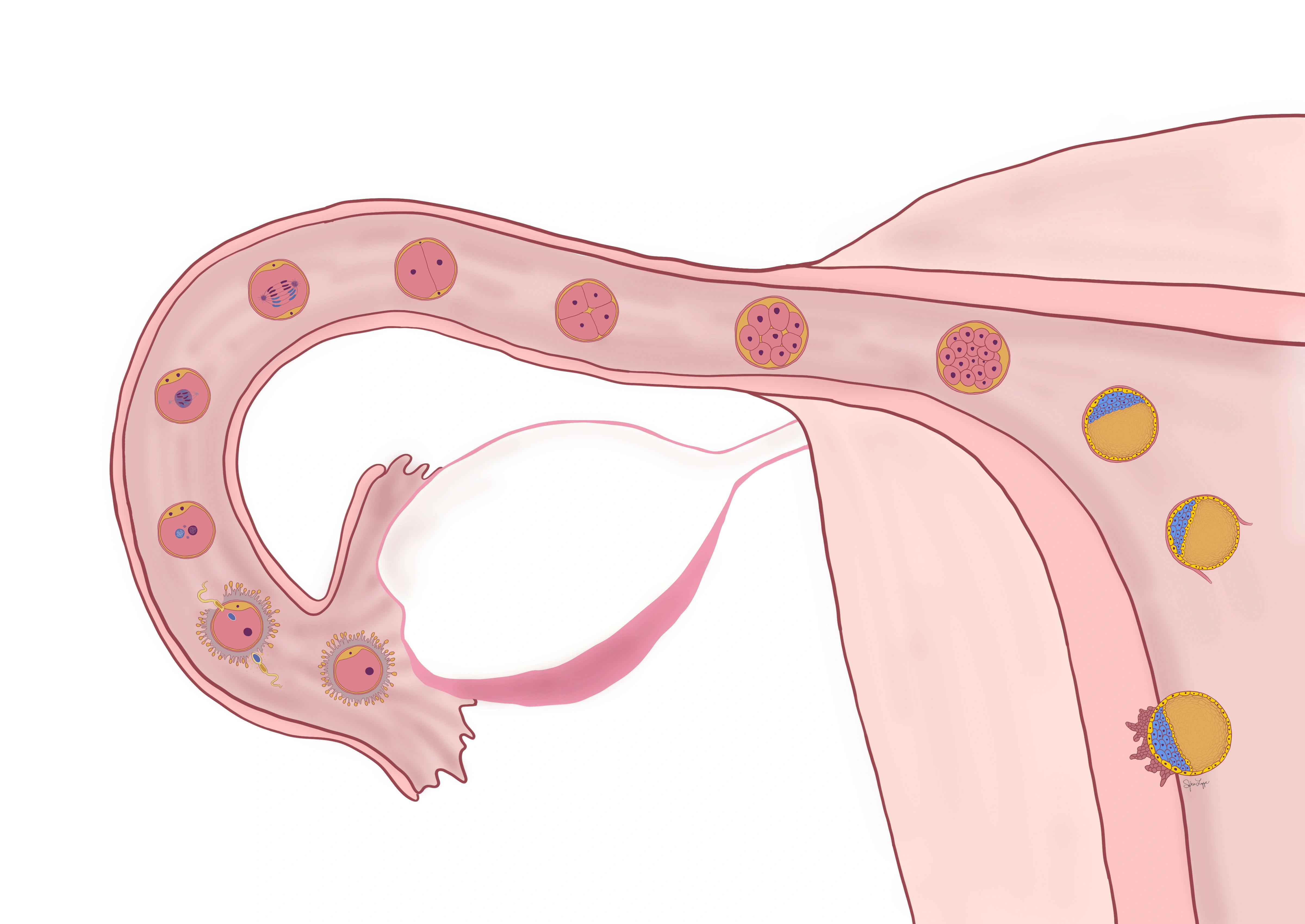 First Week of Fertilization of the Embryo - This illustration is part of a much larger project about fertilization and development of the human embryo. I made a 3 minute animation showing how the embryo develops in week 4 using a 3D model I made. Throughout the animation, I use the 3D model to help explain how the embryo changes each day of week 4. The animation is hosted on a website I made with loads of other facts to help medical students learn about human development in utero. This illustration above goes along with the animation by providing some quick facts about week 1 of development to catch the viewer up to speed before watching what happens in week 4. 