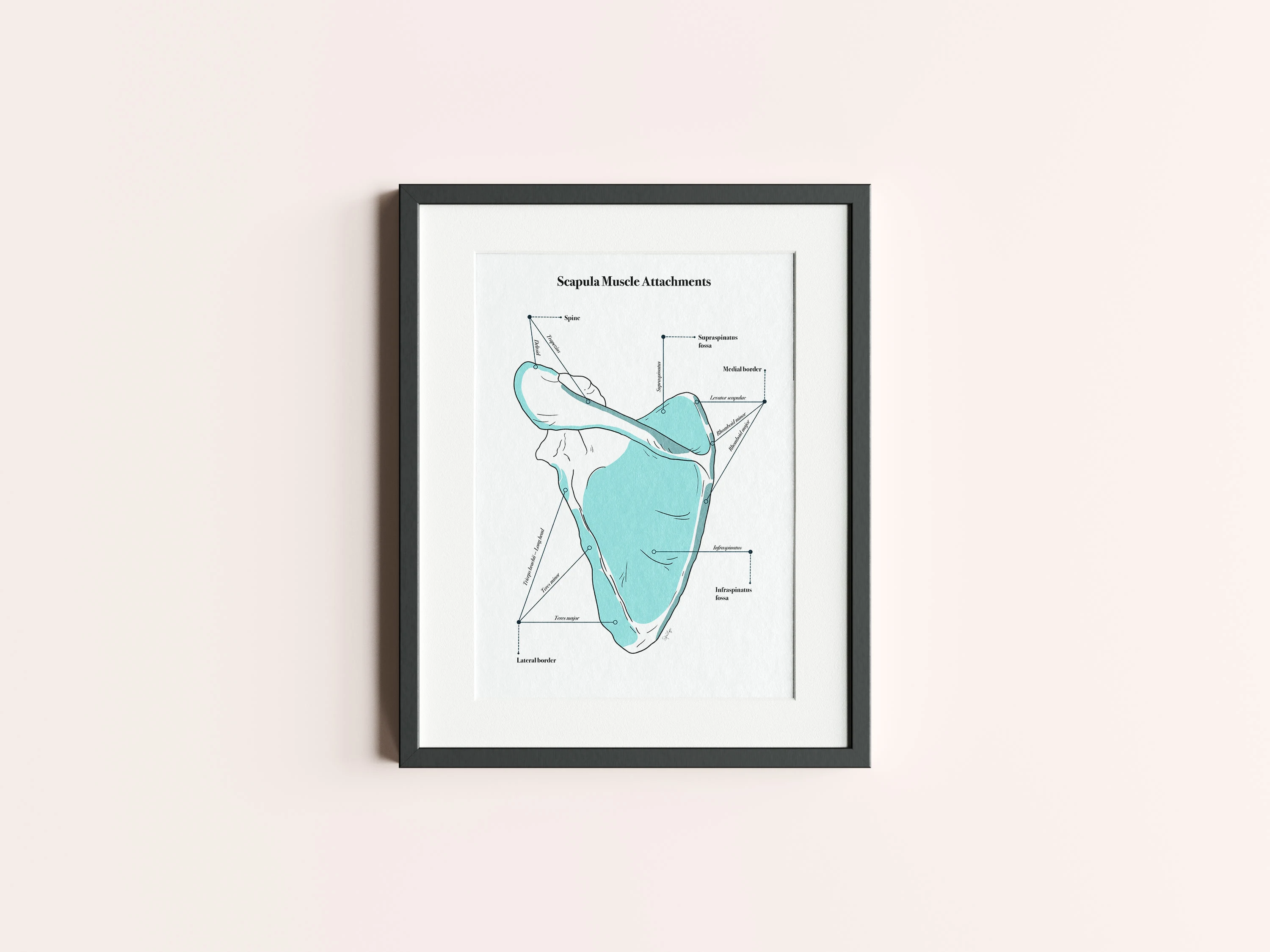 Scapula Muscle Attachments - This simple illustration shows where the muscles attach to the scapula bone. This was for a more general audience so the style is more artistic