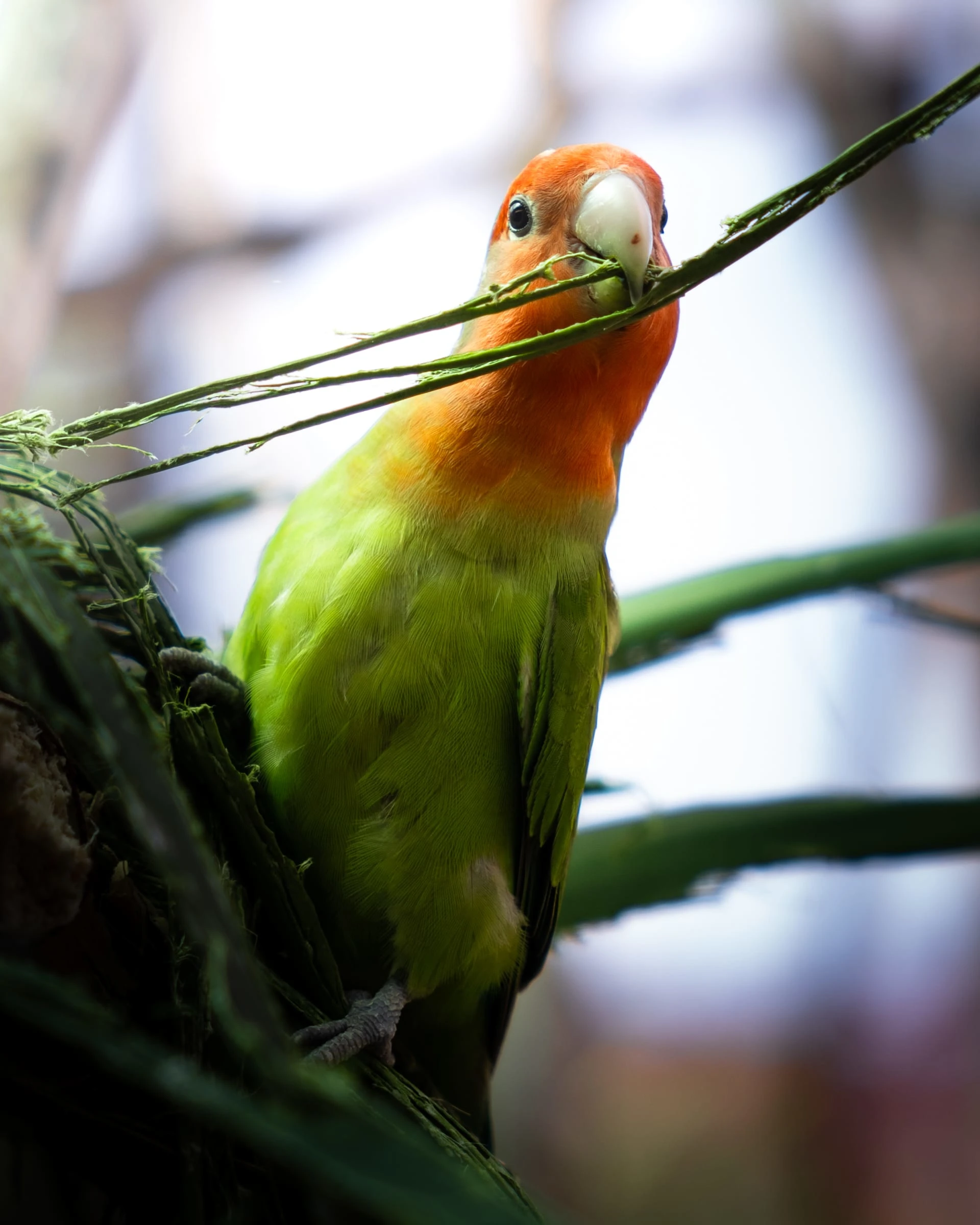 Tenerife Monkey Park