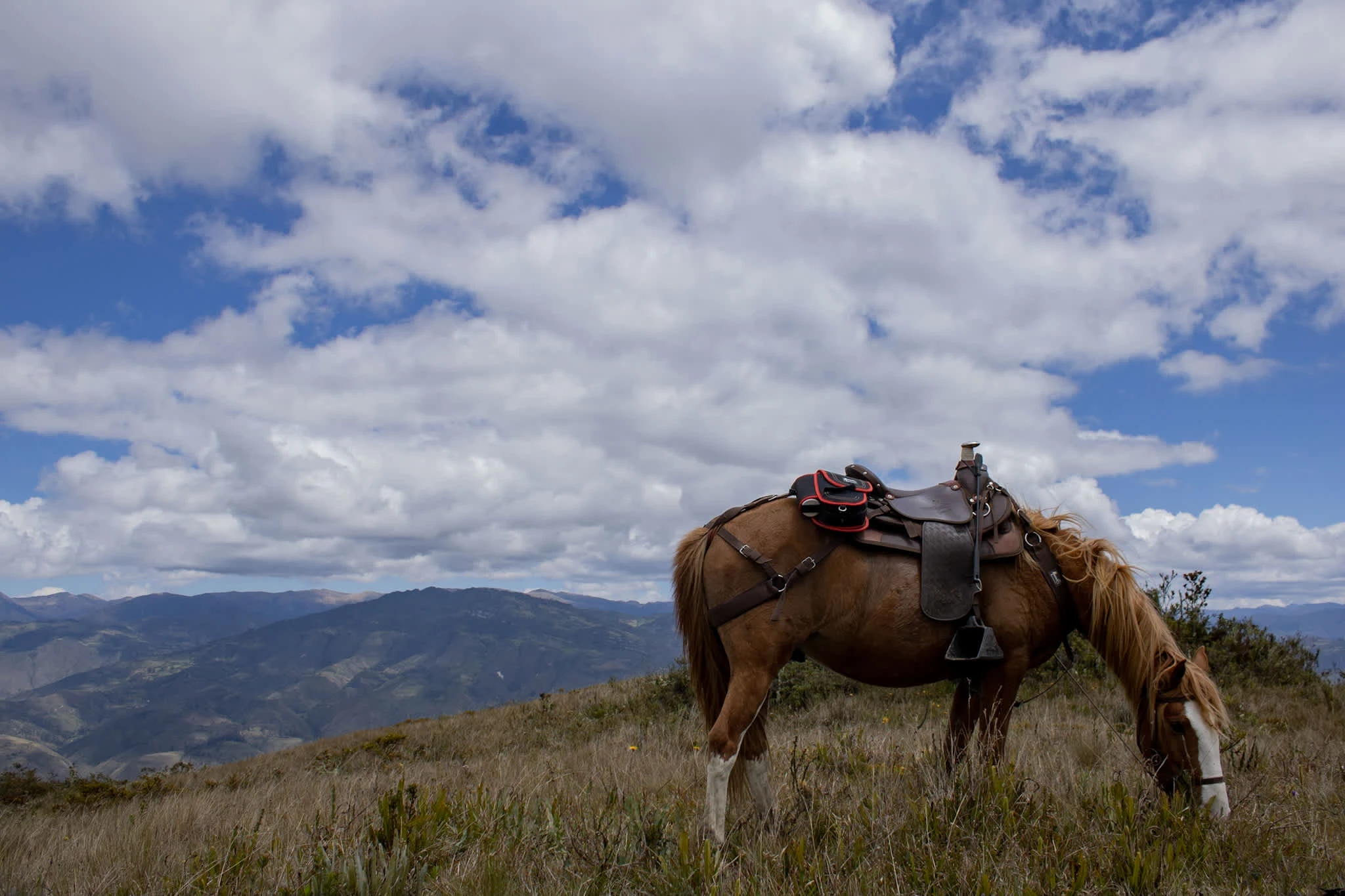 Horse in the Peruvian Andes