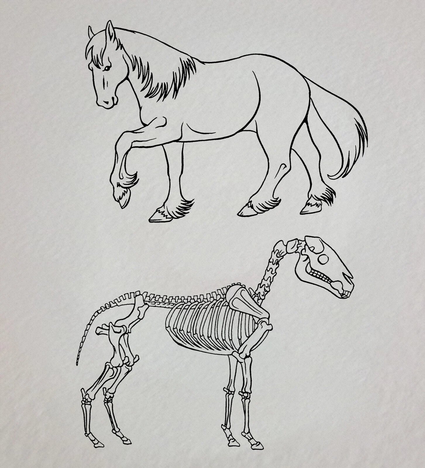 Skeletal System of a Horse