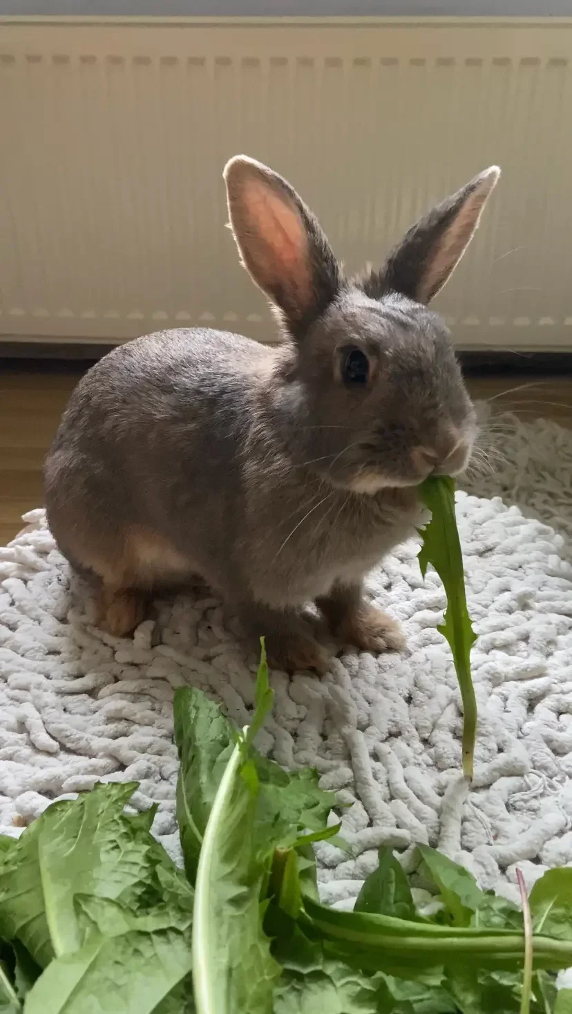 Image of Lilly eating Dendalion