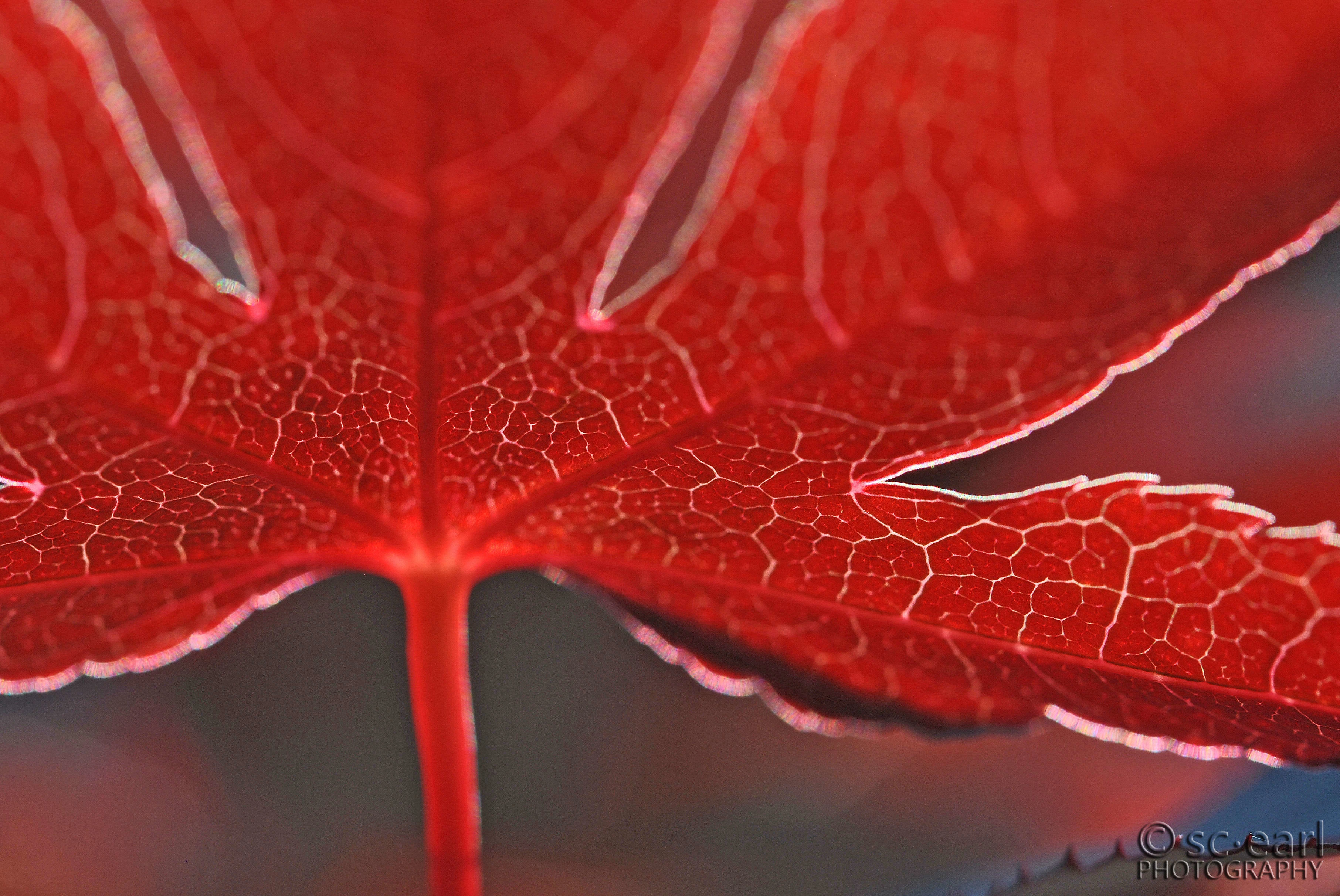 Cell structure of a japanese maple leaf, NY, USA