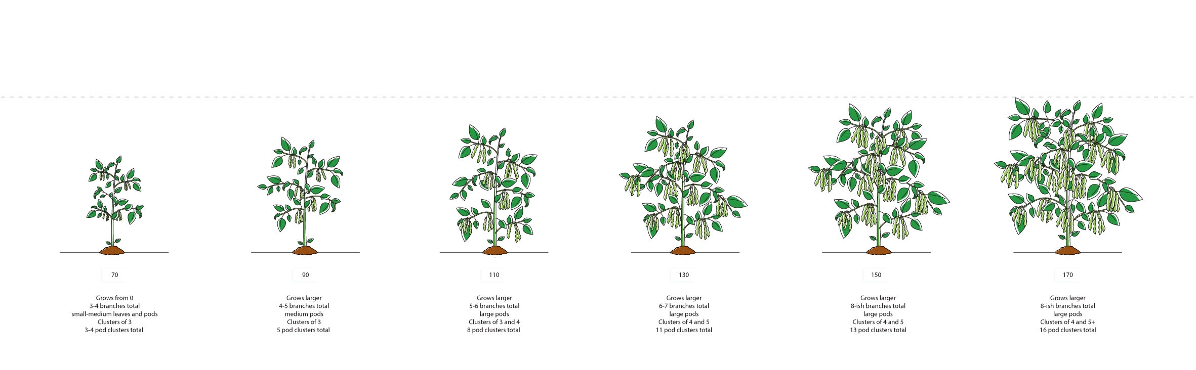 Soy growth stages