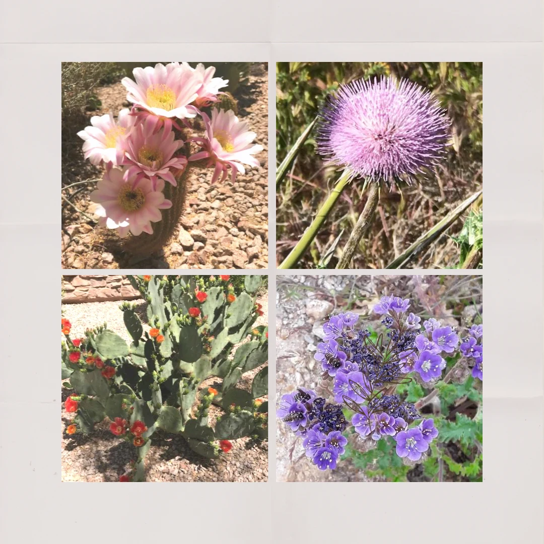 Sonoran Desert flowers.