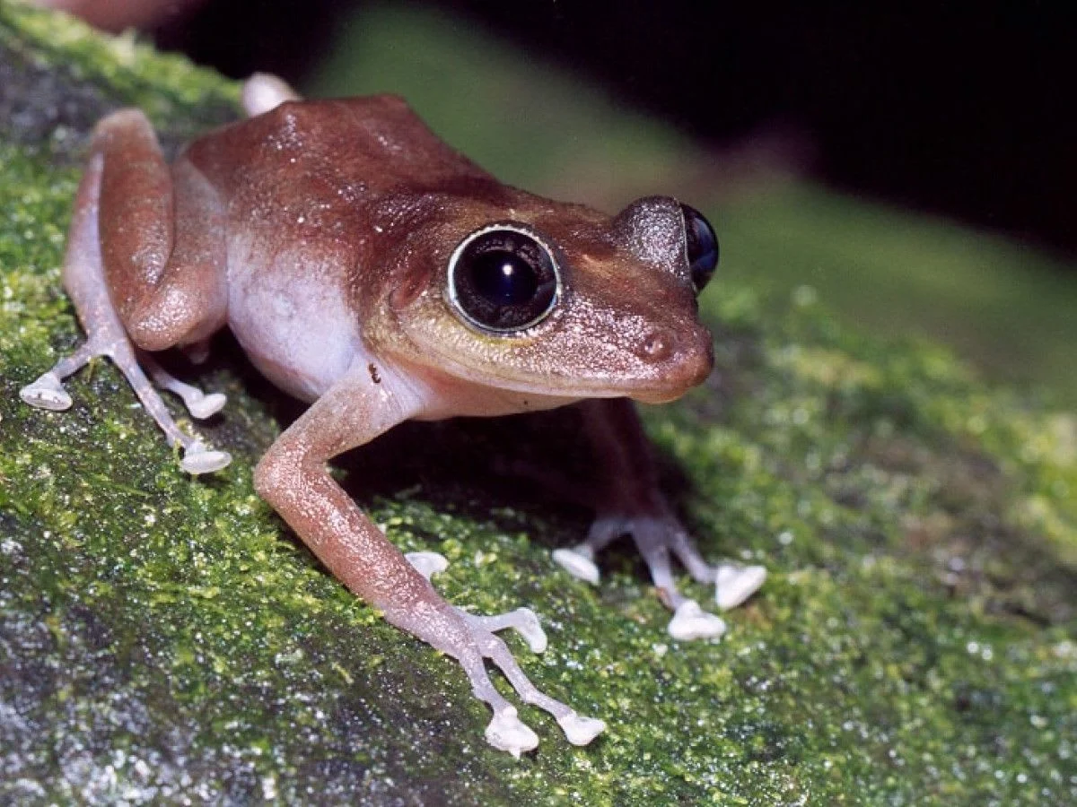 The Coqui is the national frog