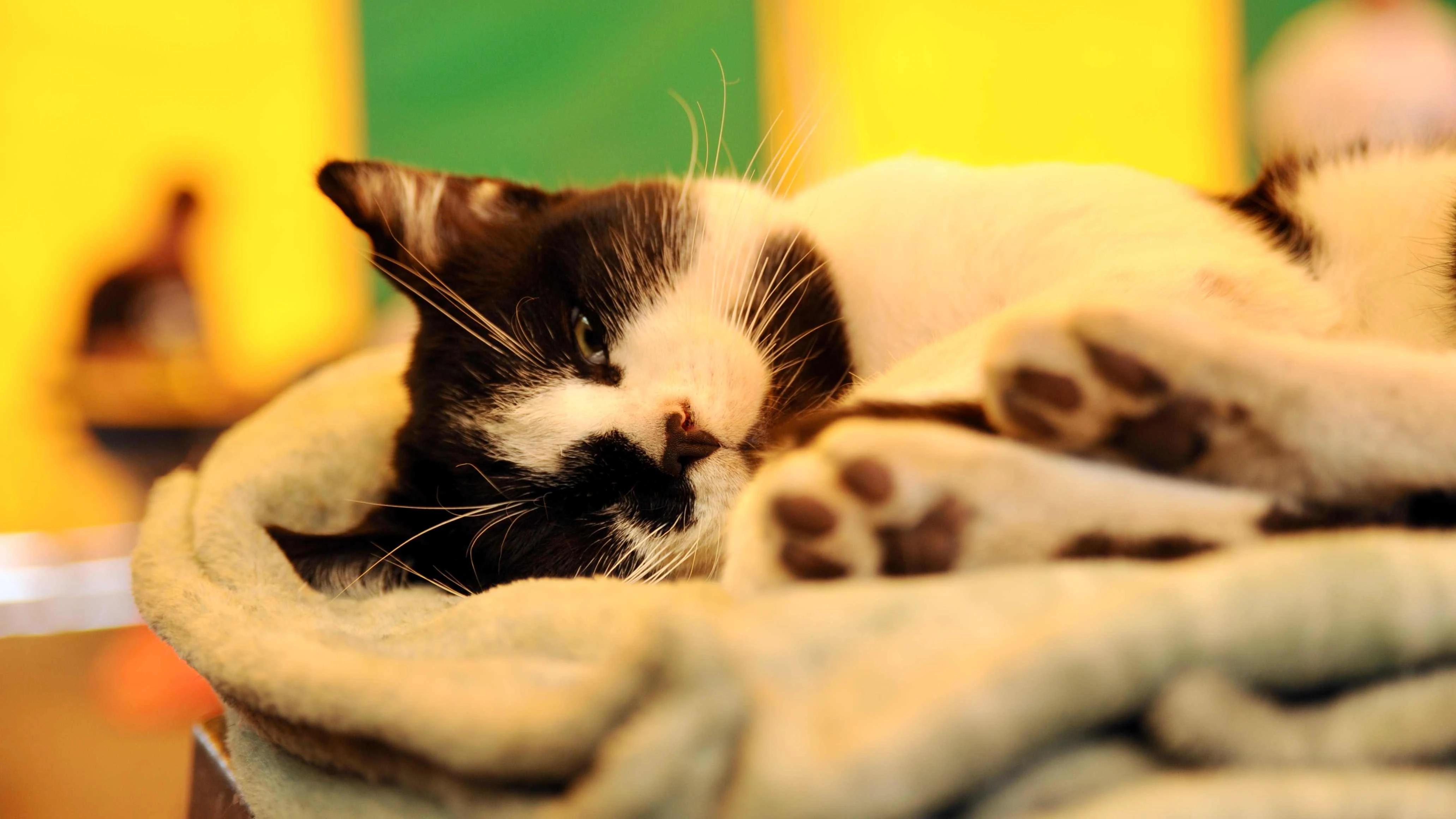 A ferocious bicolor, Tóm, looks pleased with himself after scratching a photographer