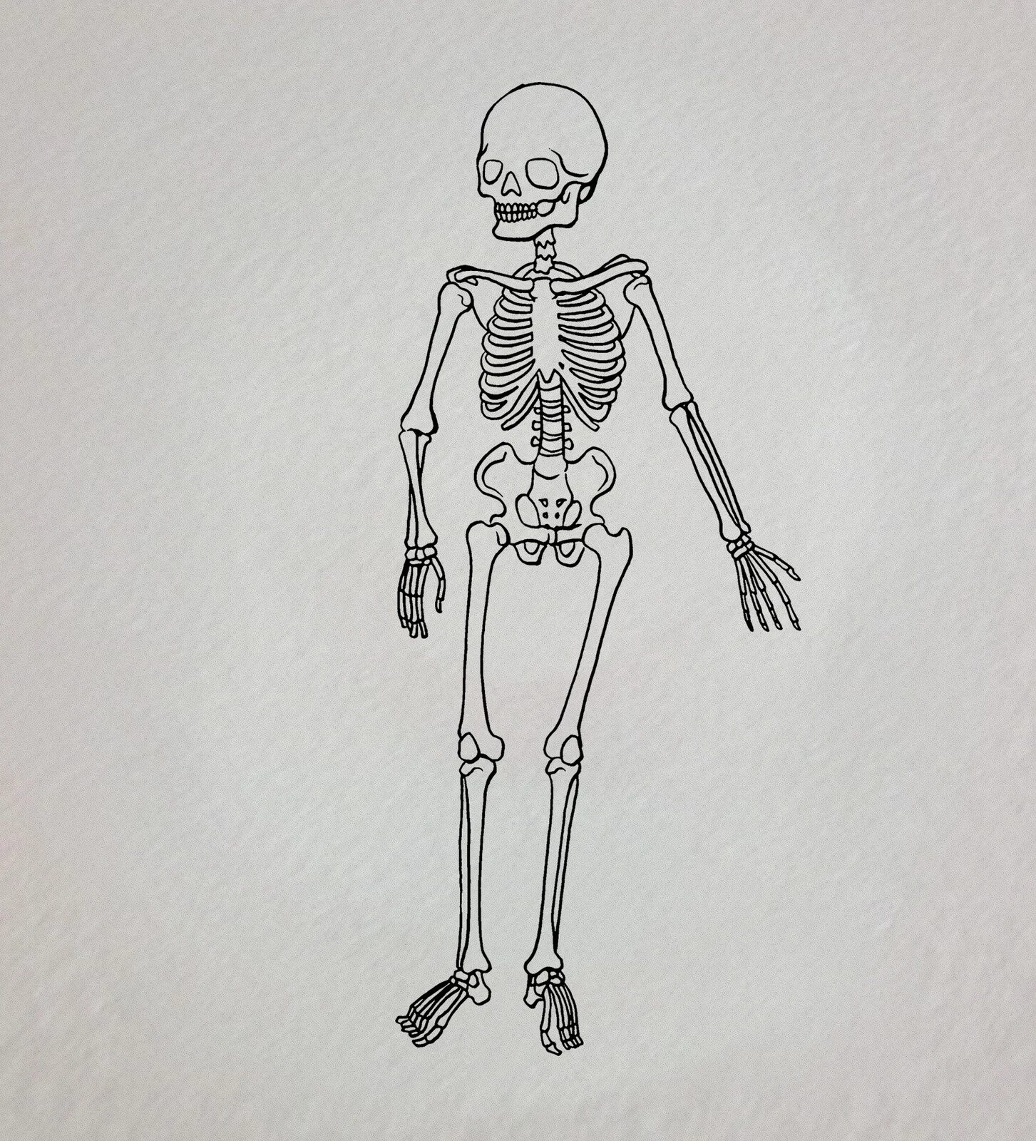 Human Skeletal System