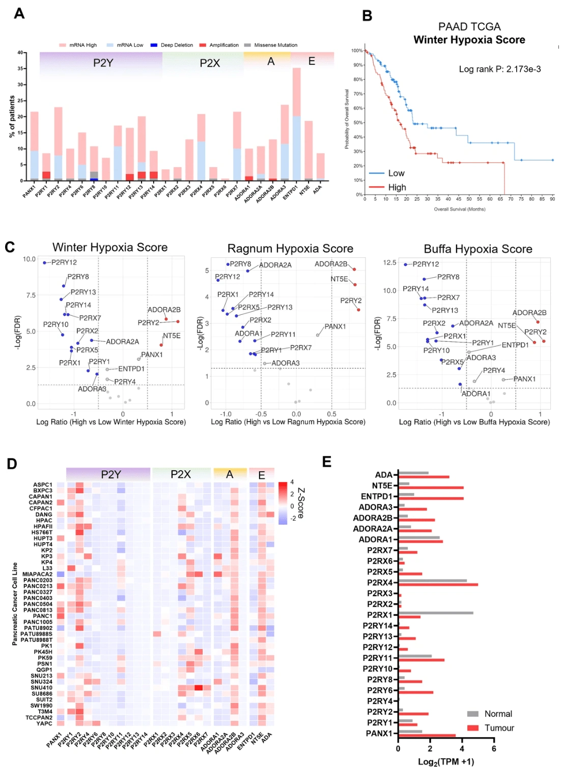 Data mining of public datasets for purinergic signalling genes. Images from Tomas Bort et al. elife, 2023.