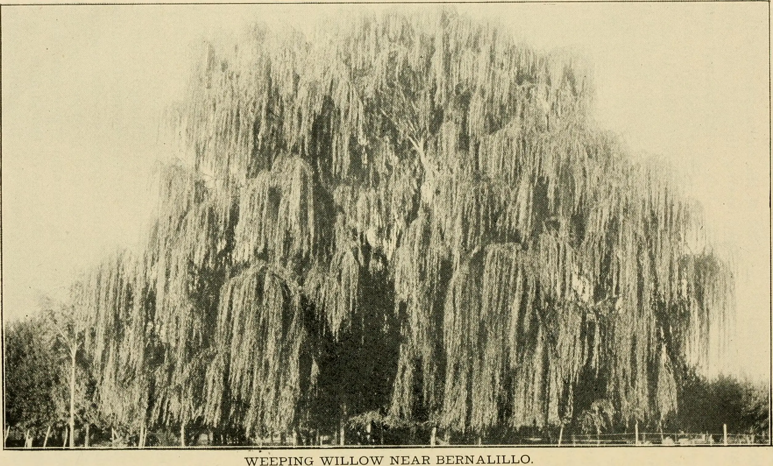 New Mexico Bureau of Immigration image published for the 1904 Louisiana Purchase Exposition in St. Louis. Photo via Wikimedia Commons.