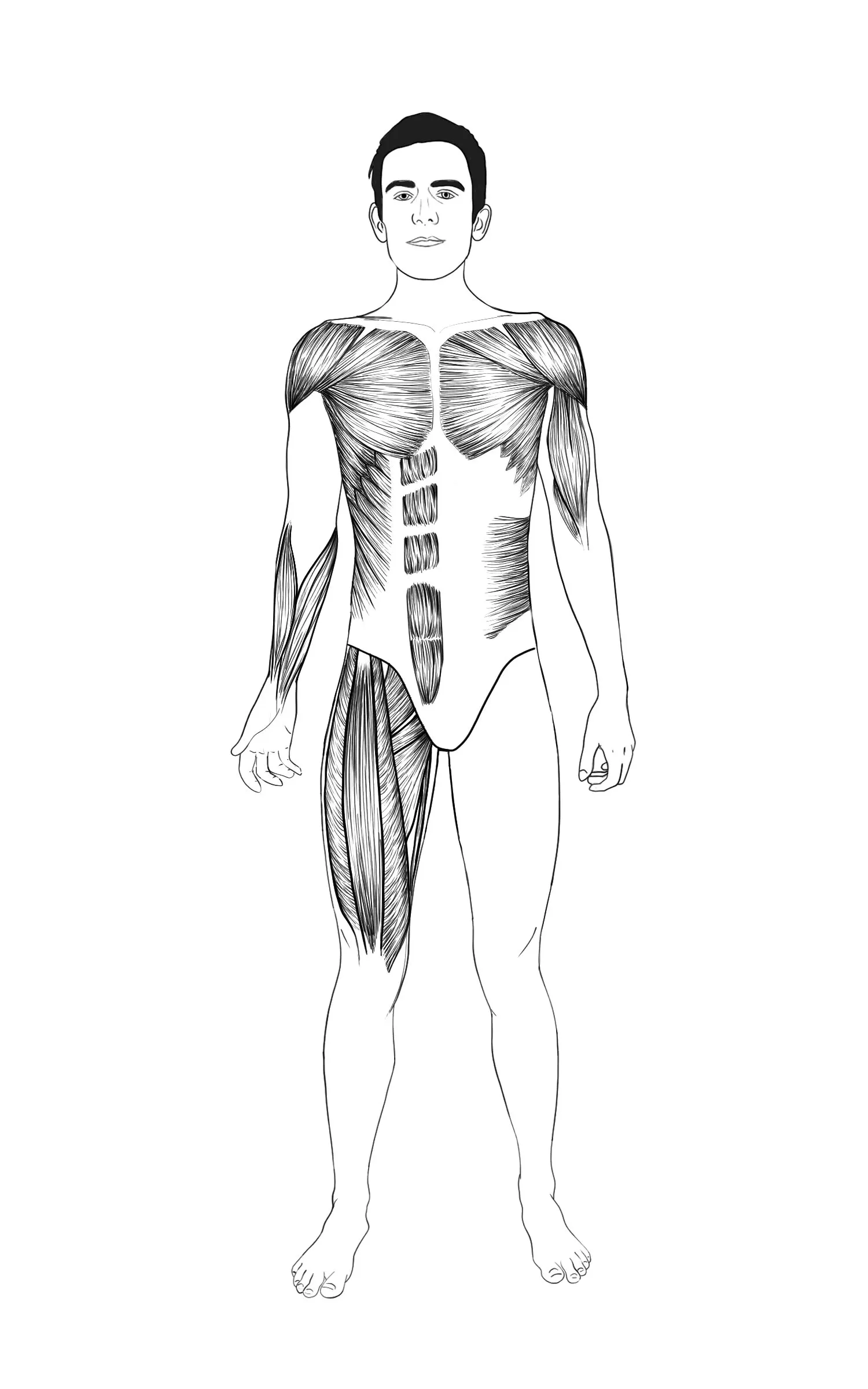 Anterior Muscles Illustration - This illustration was part of 20 illustrations I made for a book that teaches the reader how to work out. The author wanted me to draw different muscle groups that corresponded to the targeted workouts in the book. This image shows all of the muscles on the front of the body that he talks about in his book. 