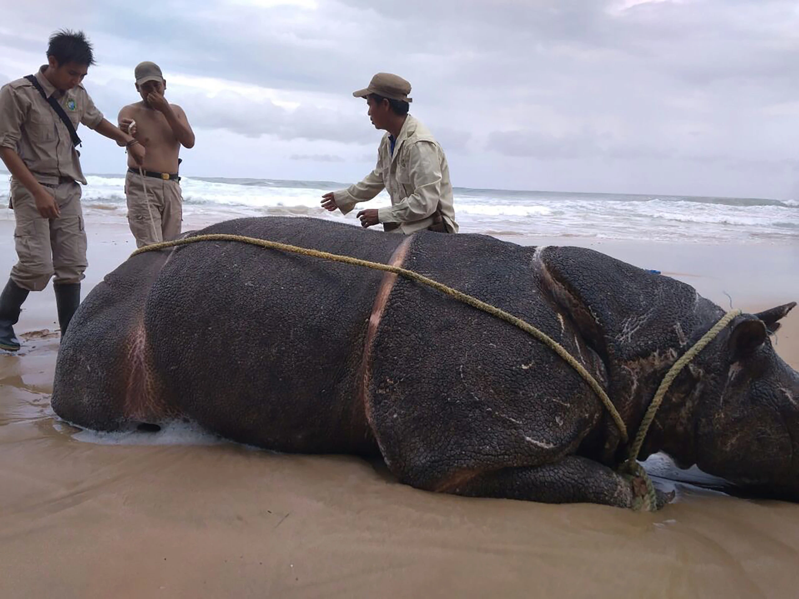 Wildlife officers inspect the body of the male rhino found inside West Java's Ujung Kulon national park, the creature's last remaining habitat. Photo: Indonesia Environment Ministry/AFP