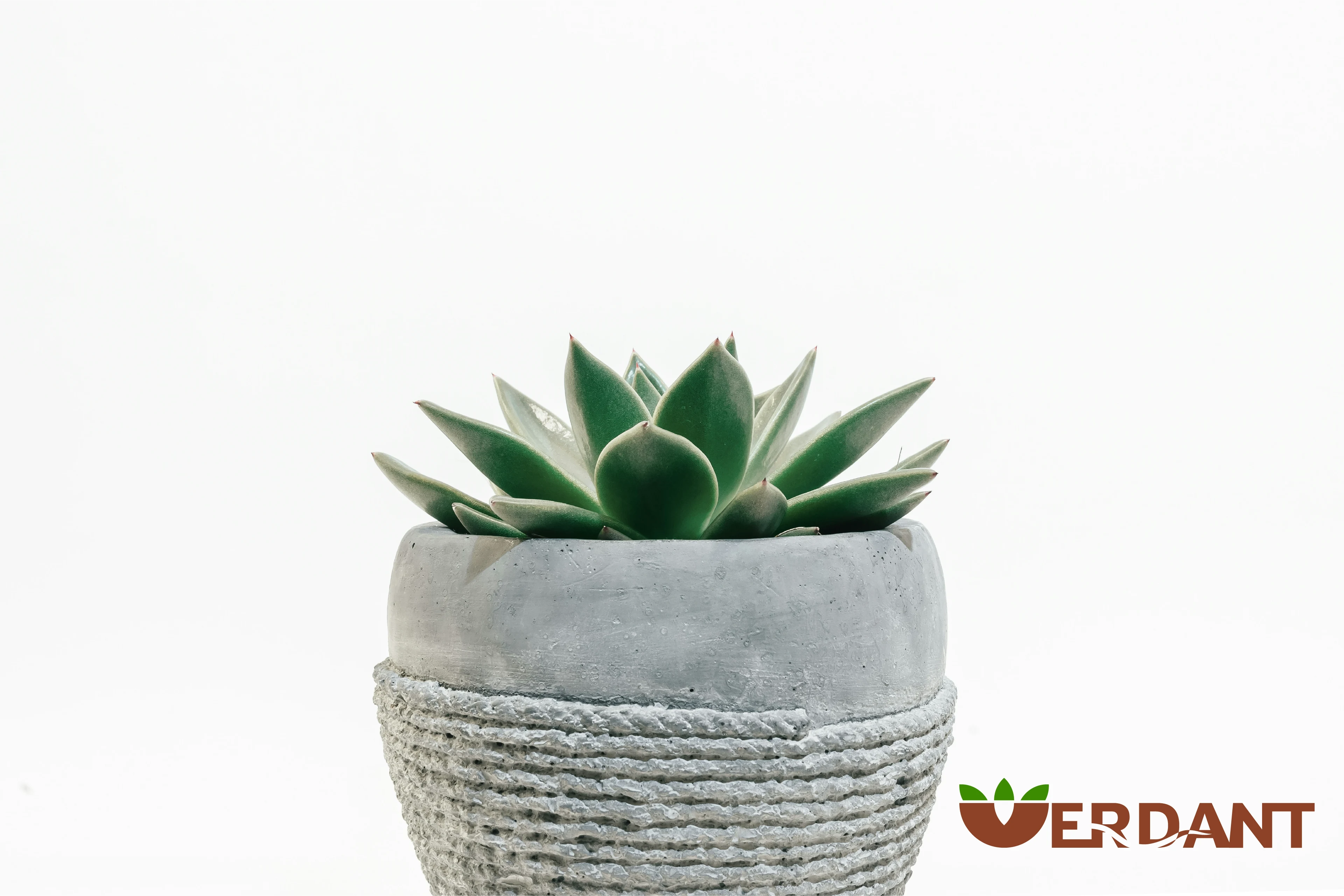 A flower pot on a white bg with the logo on the right bottom. P.S.: the logo mark looks like a flowering pot playing off on the V at the start of the brand name "Verdant" 