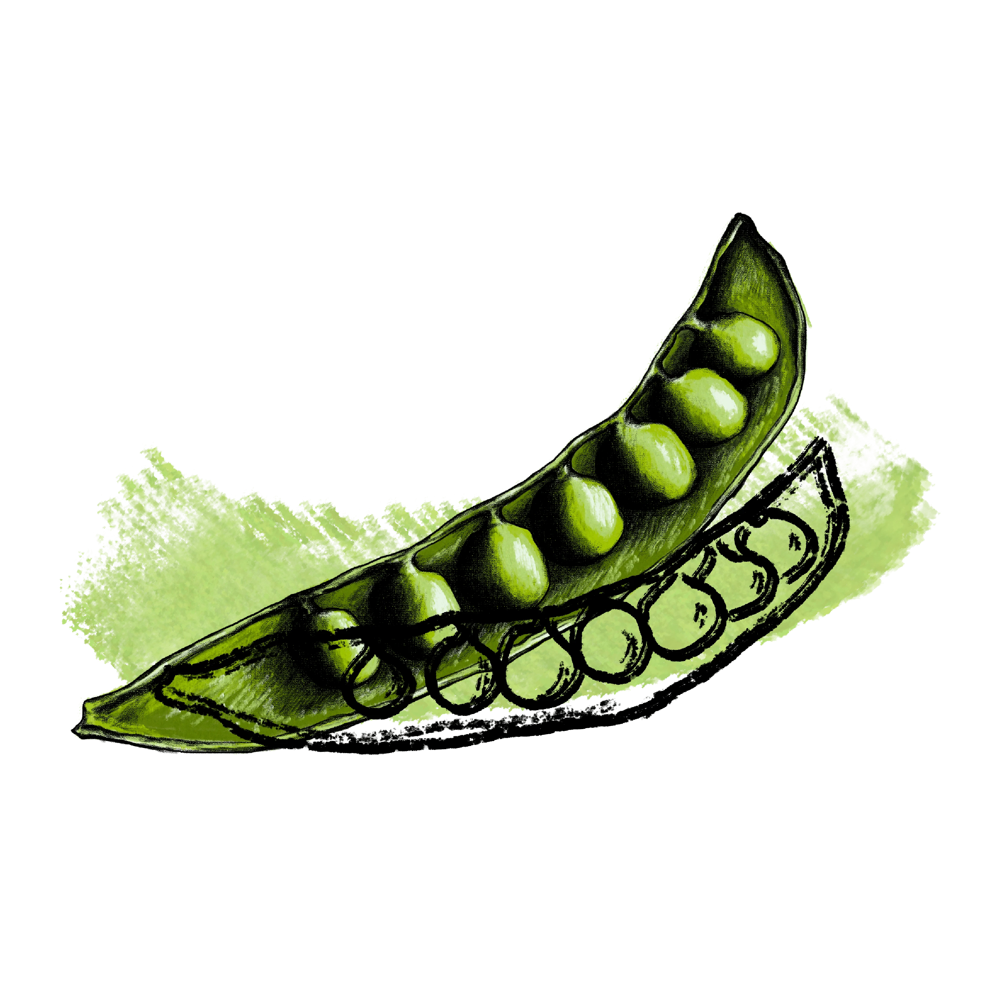 Peas illustration