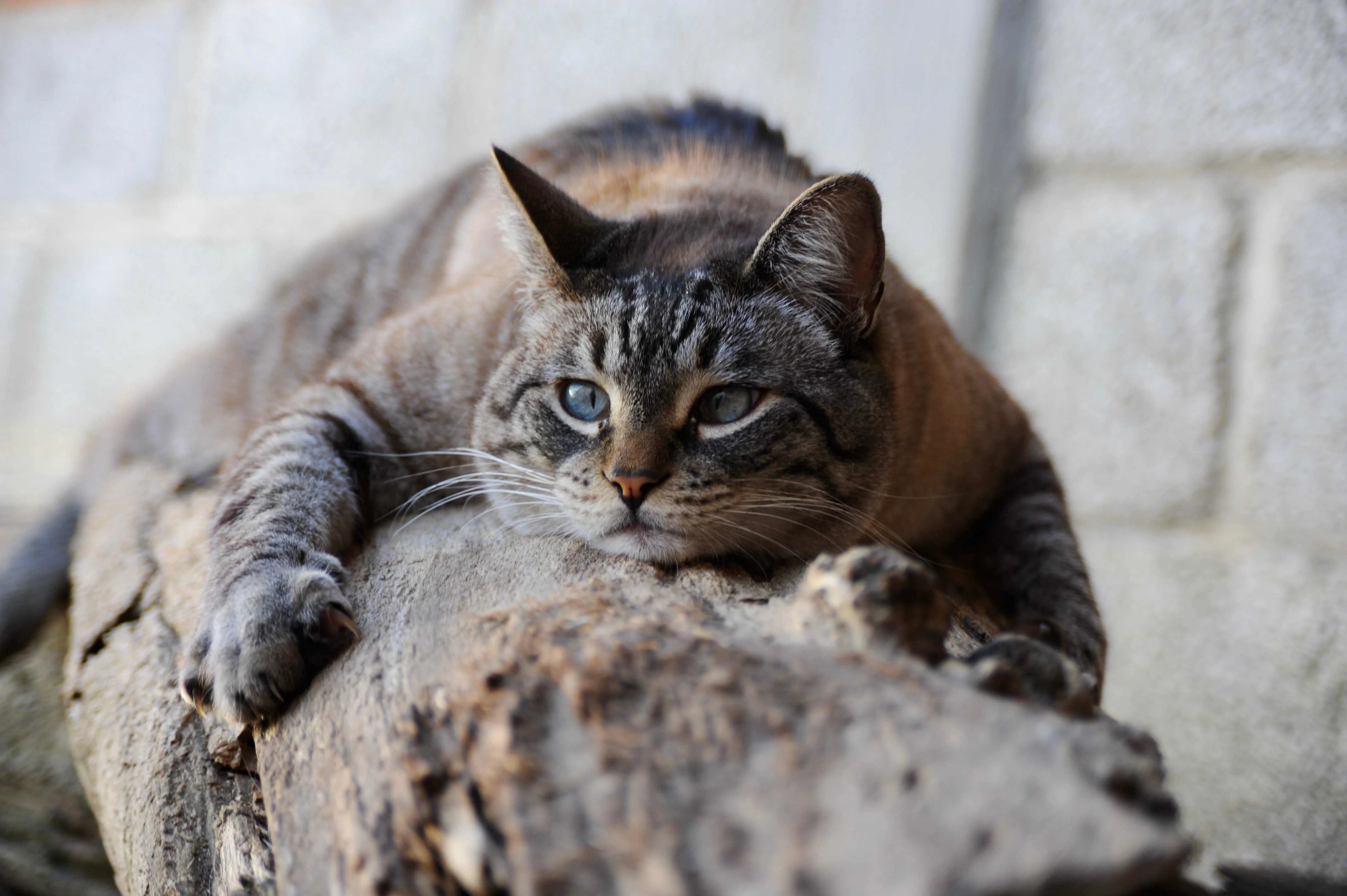 A cat lazes on a log at Funkytown. All dogs deemed suitable for adoption are brought into the rescued cats pen to test how they fare with other furry friends. This is to give the best information to potential adopters.