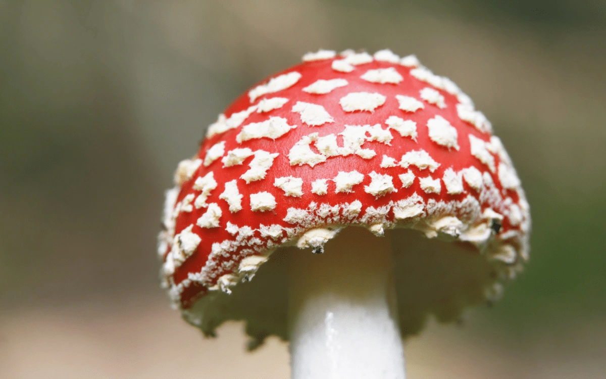 A close-up of the shroom's characteristic white-speckled appearance