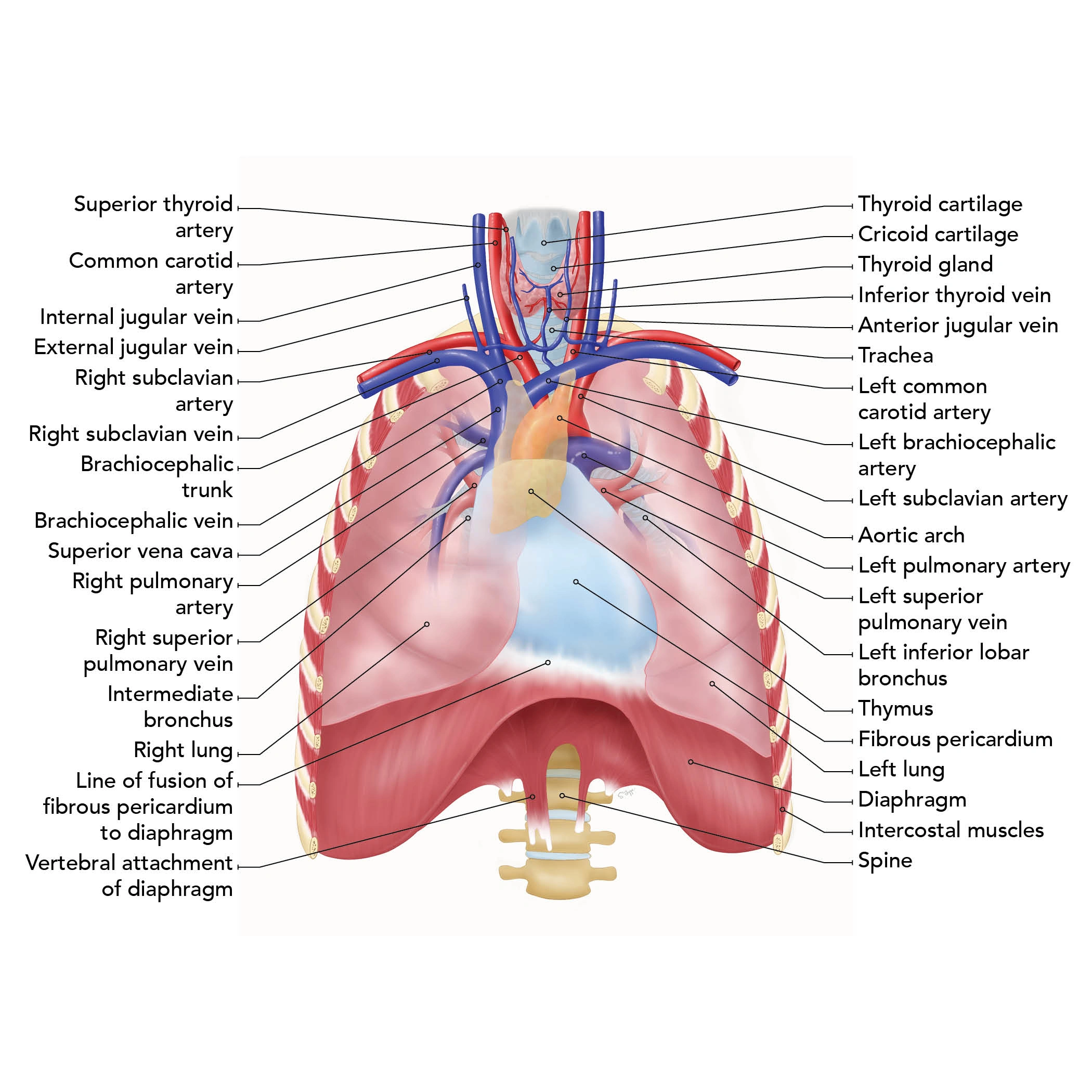 Mediastinum Illustration - This illustration shows the anatomy of the mediastinum (chest). This was used to help teach medical students anatomy.