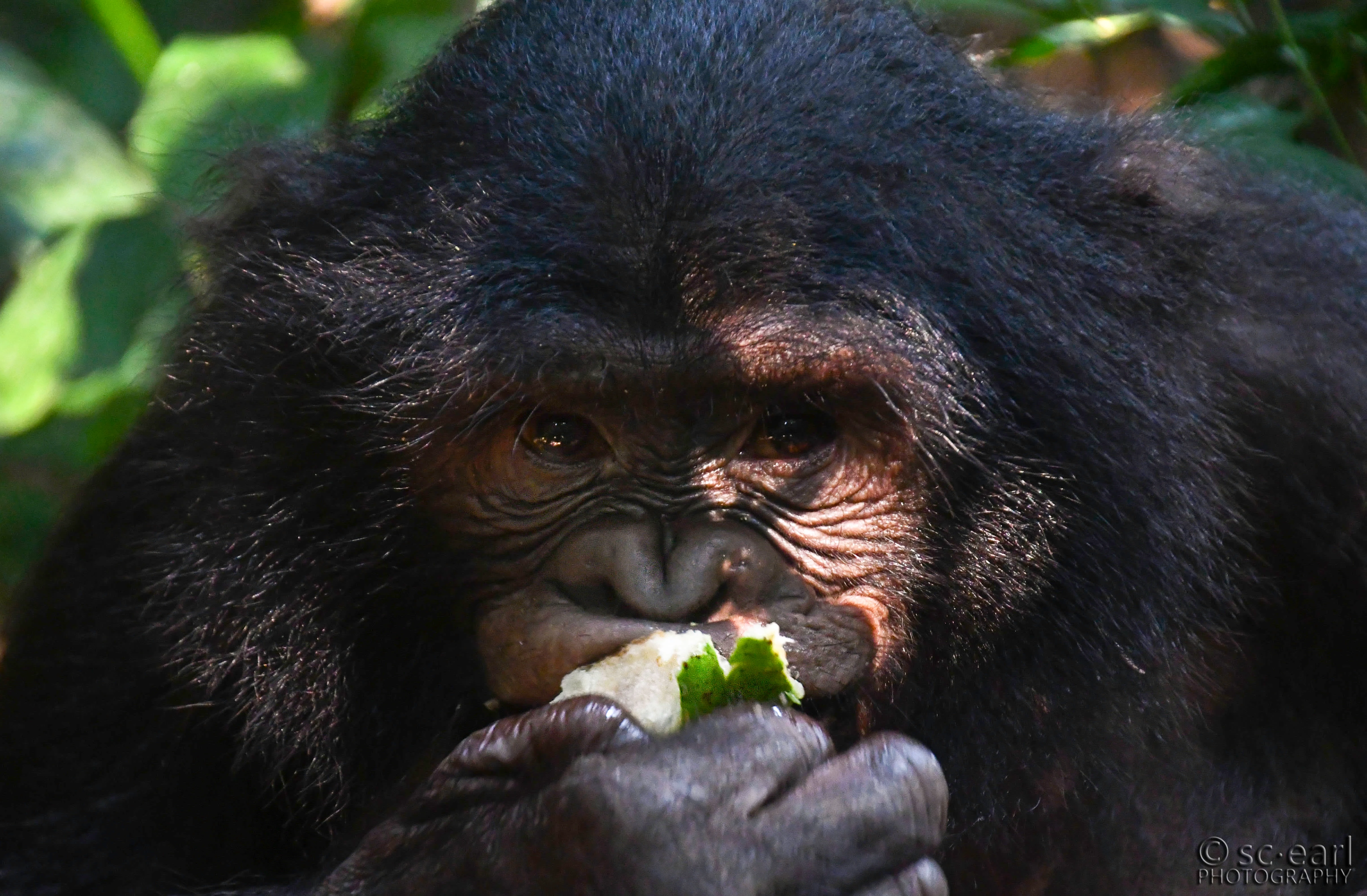 Bonobo Peto eating boseki fruit, Democratic Republic of Congo