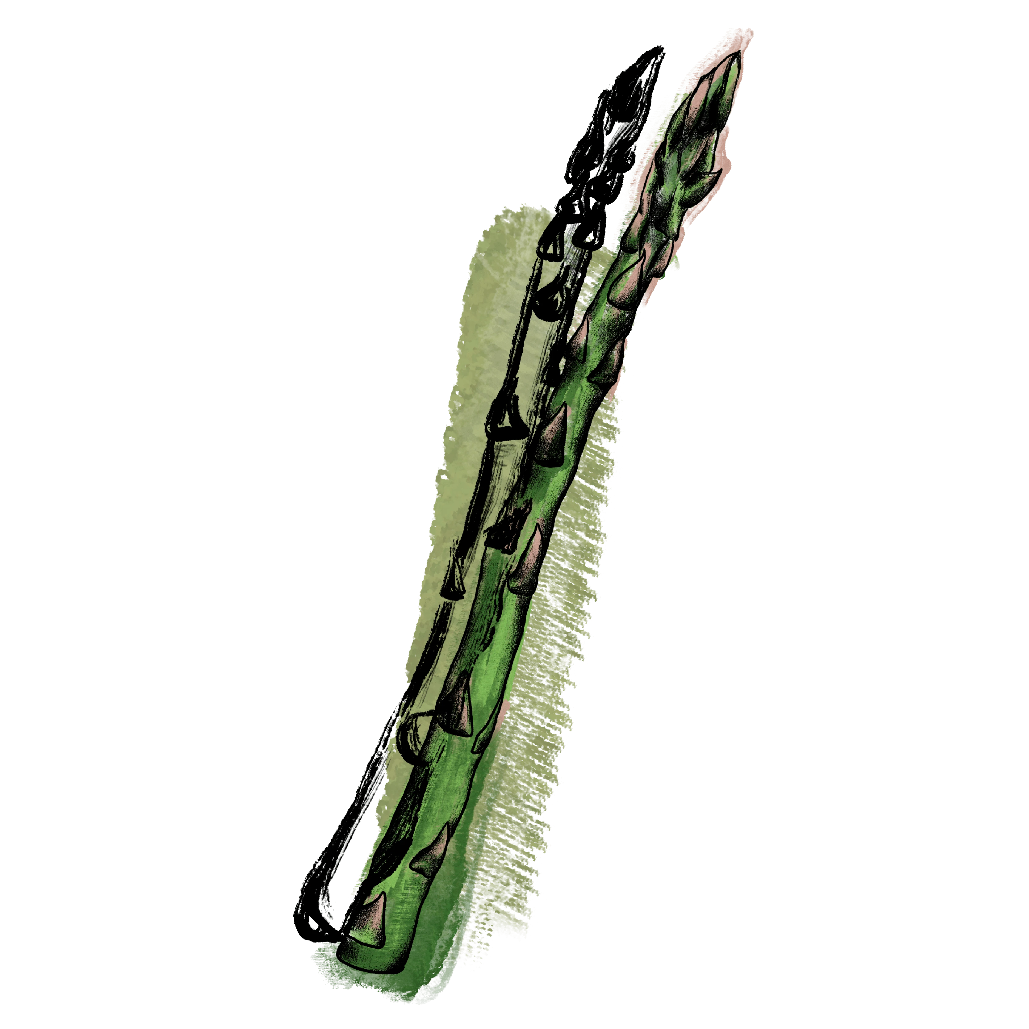 Asparagus illustration