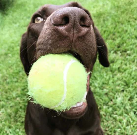 Sometimes only a tennis ball will do! Discover your dog's favorite thing and use it to motivate good behavior.