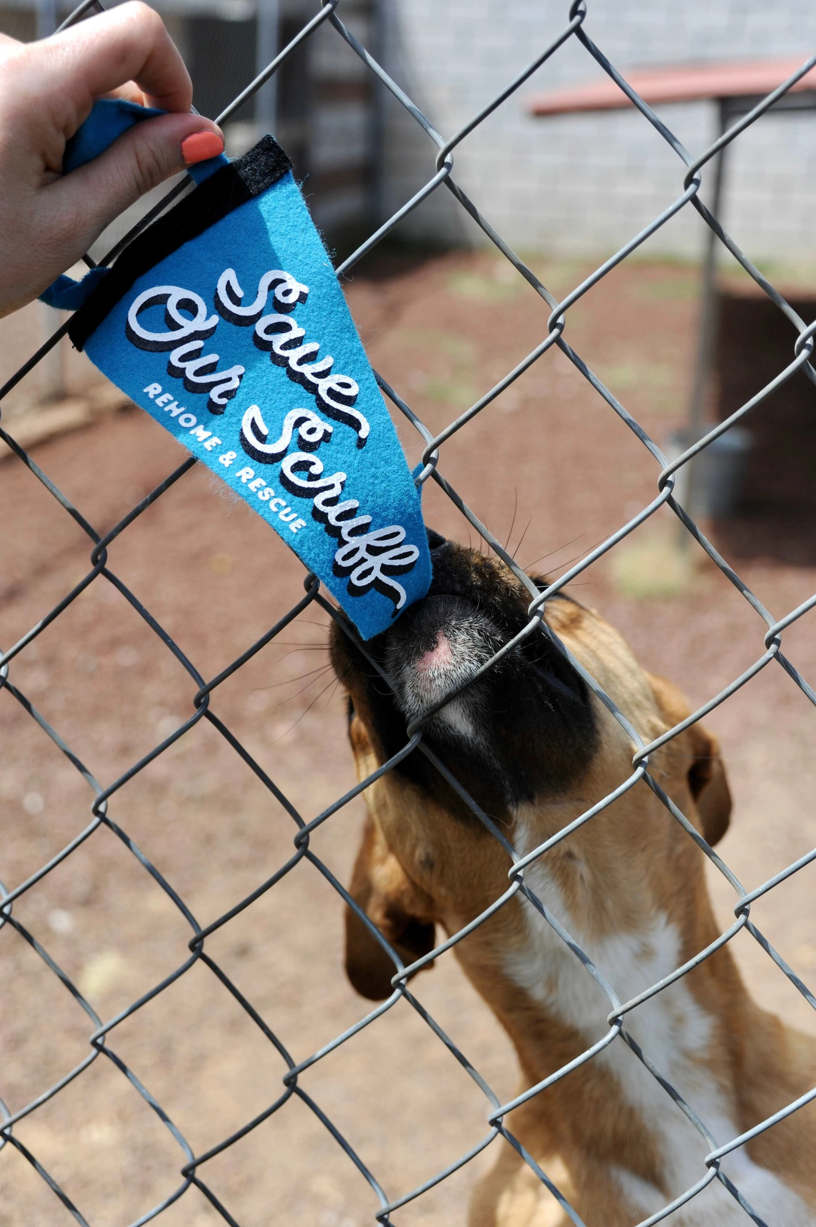 Santana tastes some Save Our Scruff merch, an important part of the approvals process