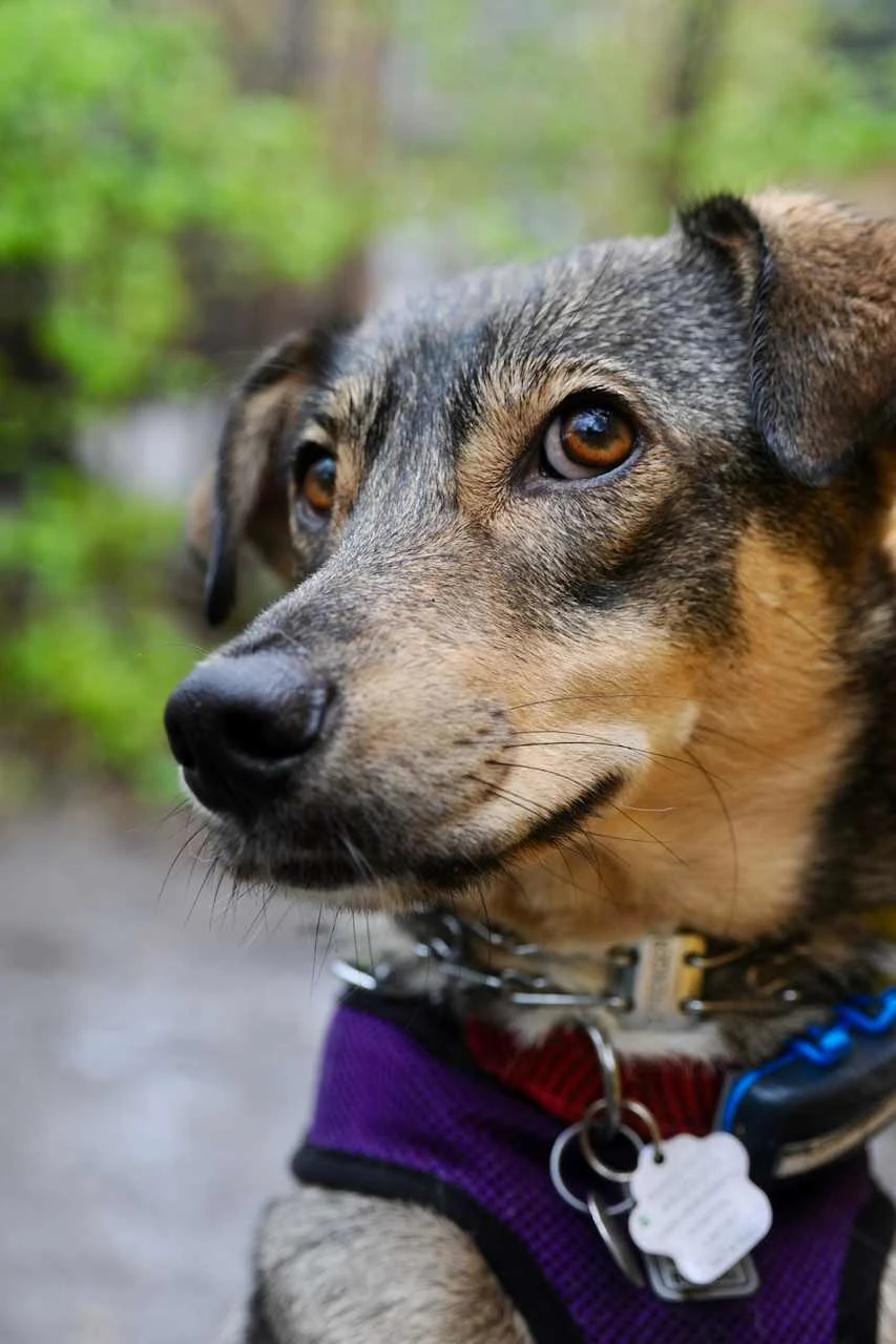 Polo, a puppy mill rescue, was adopted in April 2024 shortly after this walk