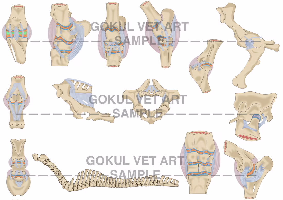 Cover image for Interactive equine anatomy SVG system