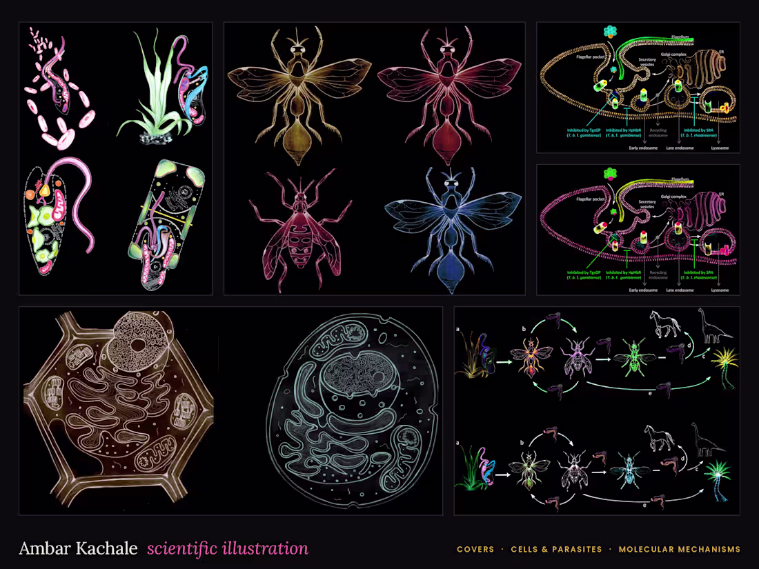 Cover image for Scientific Illustration