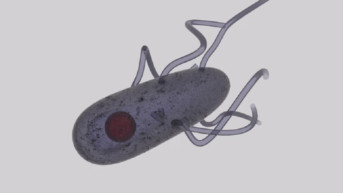 Cover image for Bacteria 3D