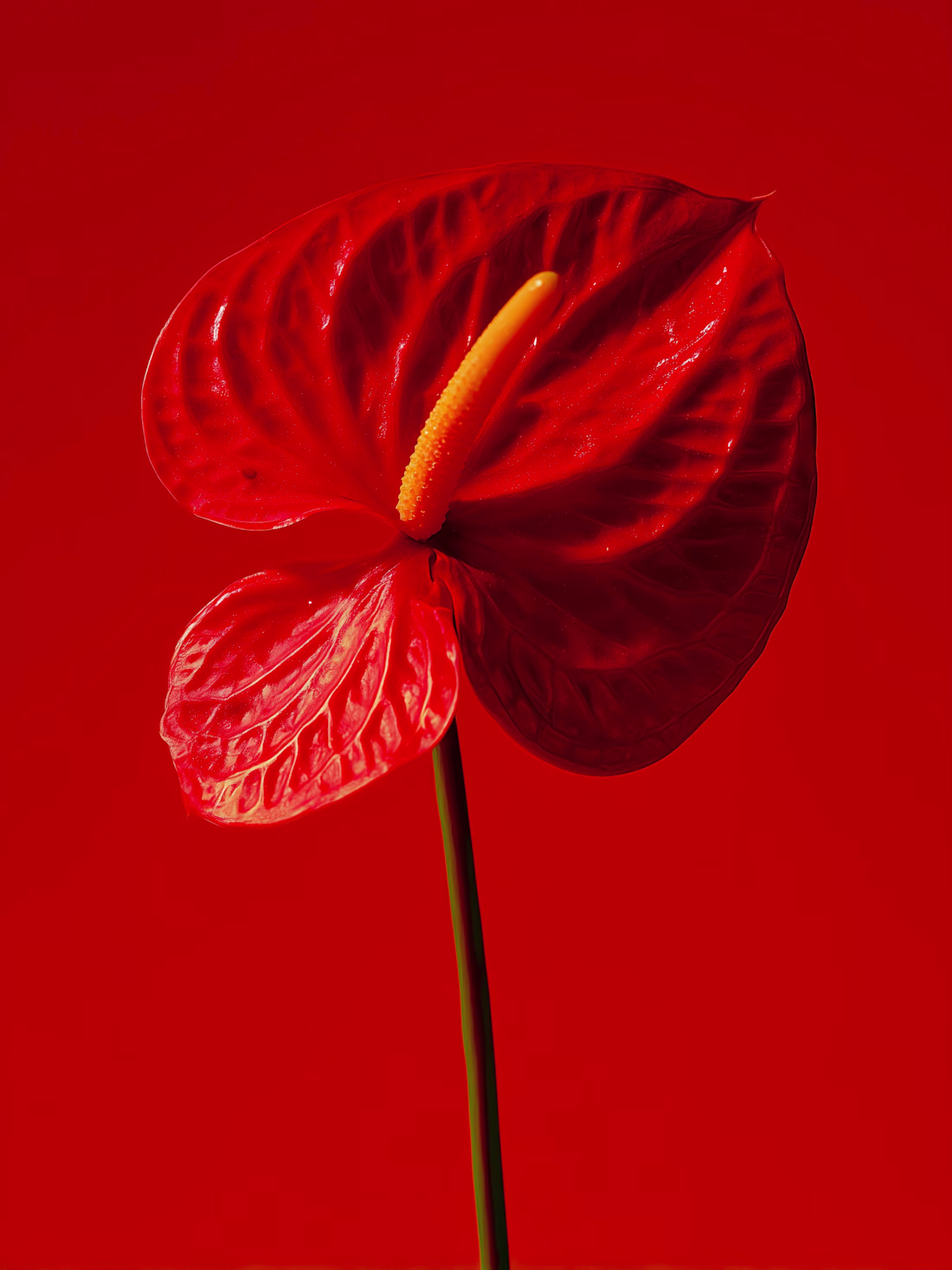 Cover image for Occasionally generating florals for a flower shop client. Re...