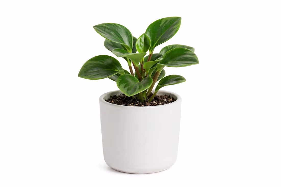Cover image for Indoor Plant Product Photo -