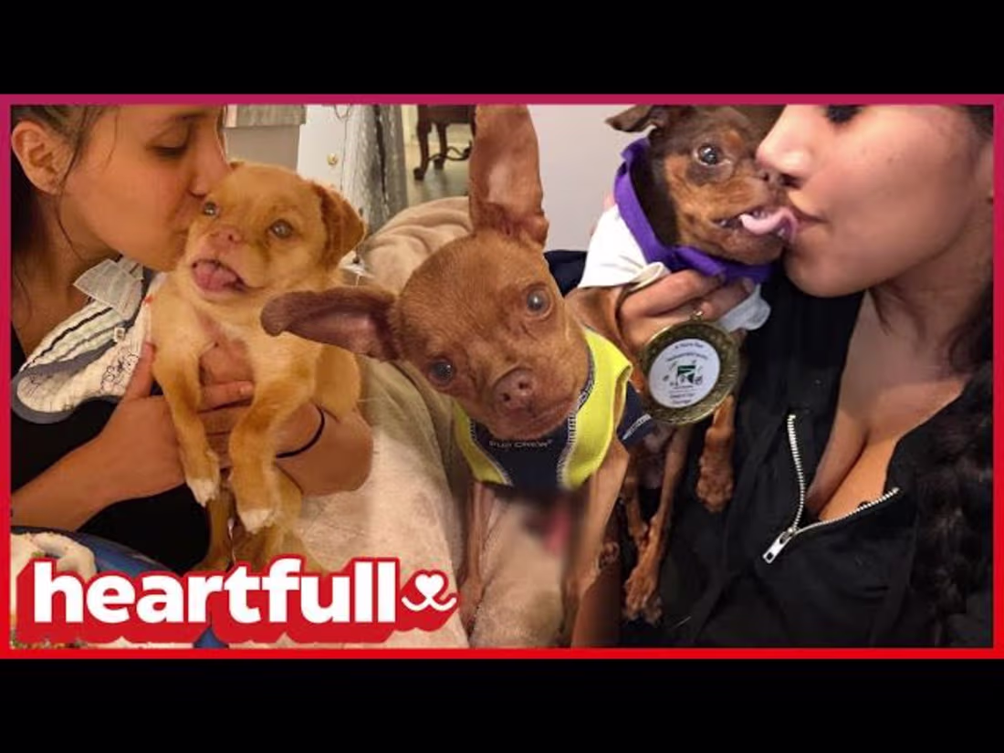 Cover image for Creating the Heartfelt Video "Meet Walter, Winslow, Benji, & Roo