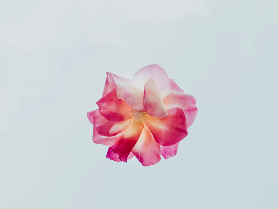 Cover image for The Growth Article 