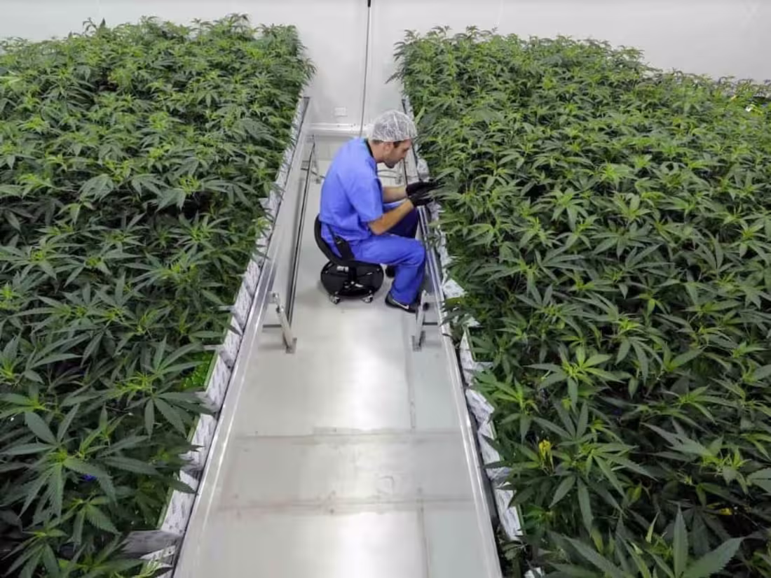 Cover image for New Changes Improve the Lives of Louisiana's Medical MJ patients
