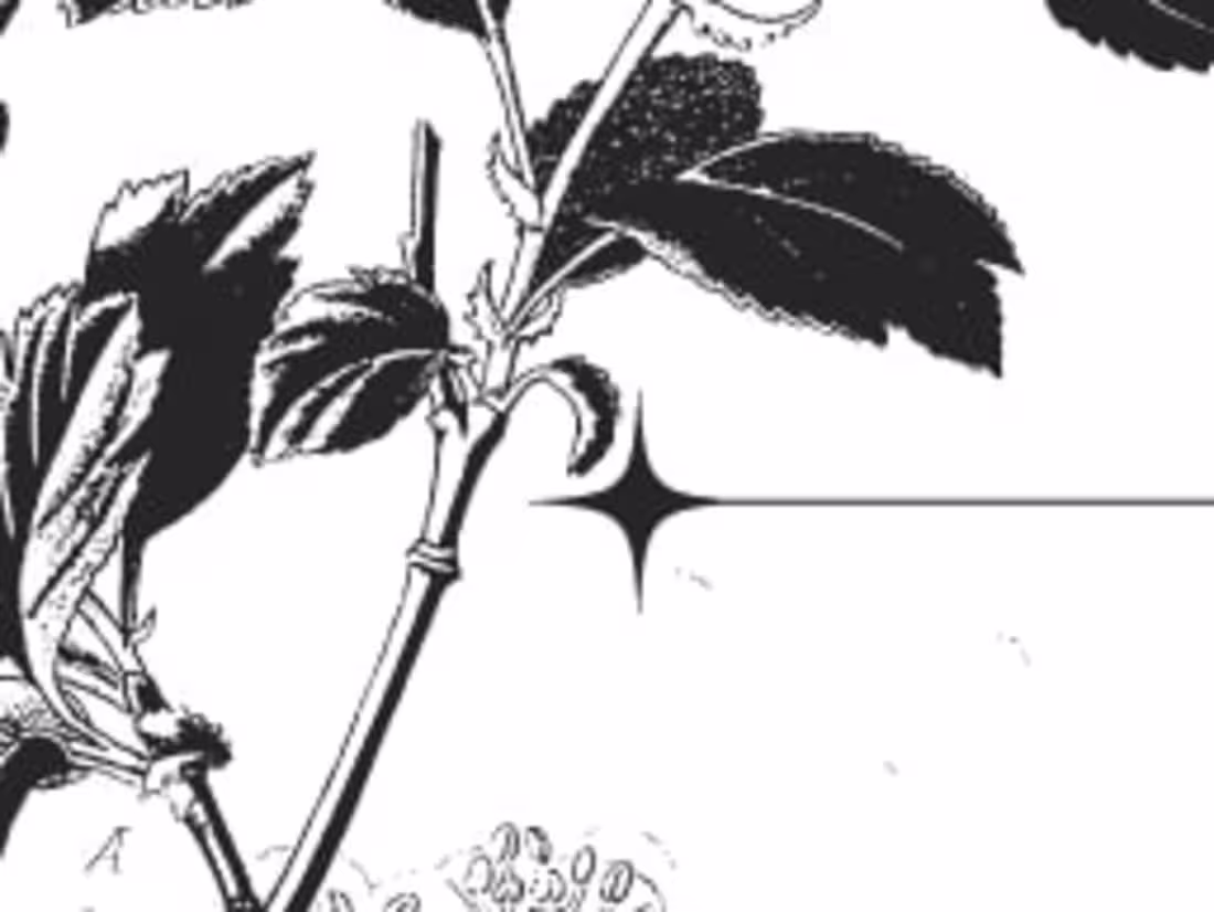 Cover image for w/