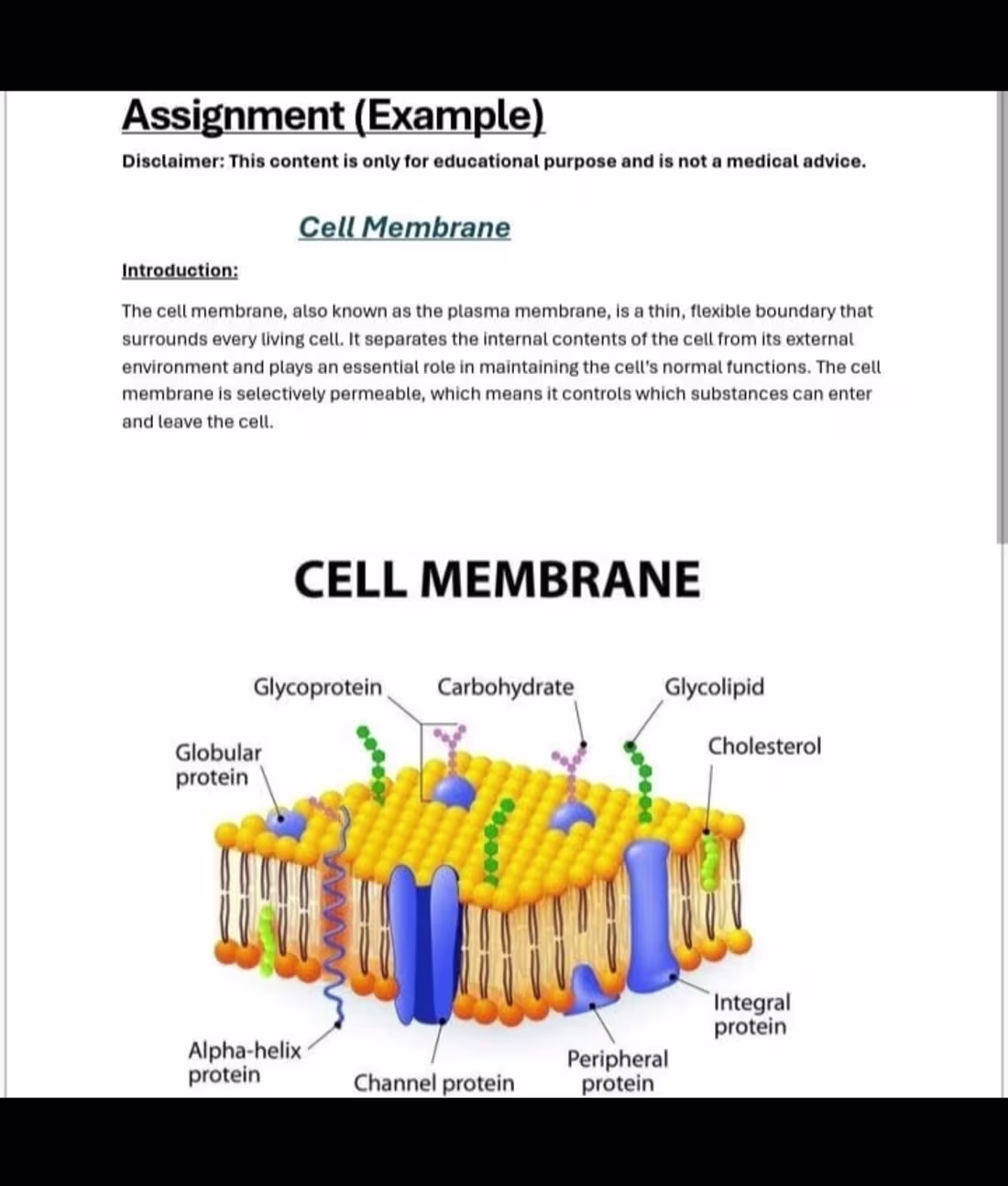 Cover image for Education Assignment Cell membrane (sample)
