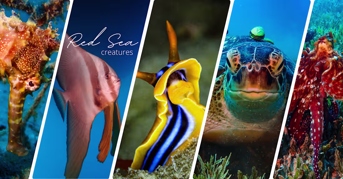 Cover image for Red Sea Creatures - a