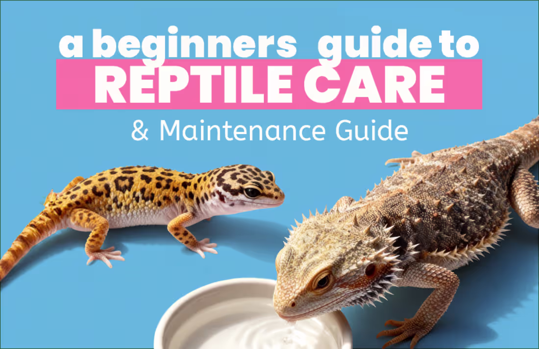 Cover image for Beginner's Guide to Reptile Care and Maintenance