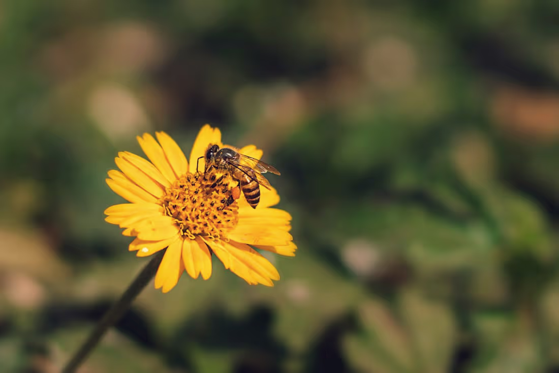 Cover image for Long-form Blog Post: A Beginner’s Guide to Beekeeping