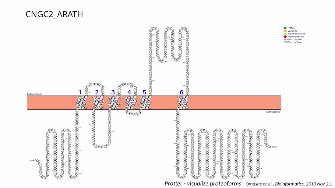 Cover image for CNGC2 Protein Topology Analysis
In this