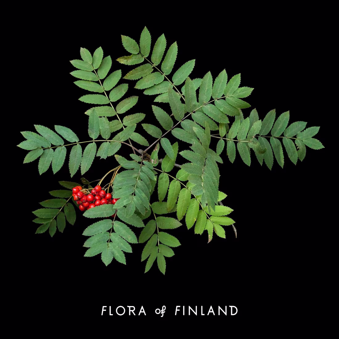 Cover image for I worked at Flora of
