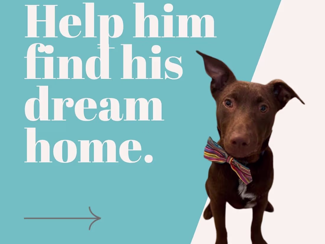 Cover image for Social Media Posts & Adoption Profiles - Dog Rescue Newcastle