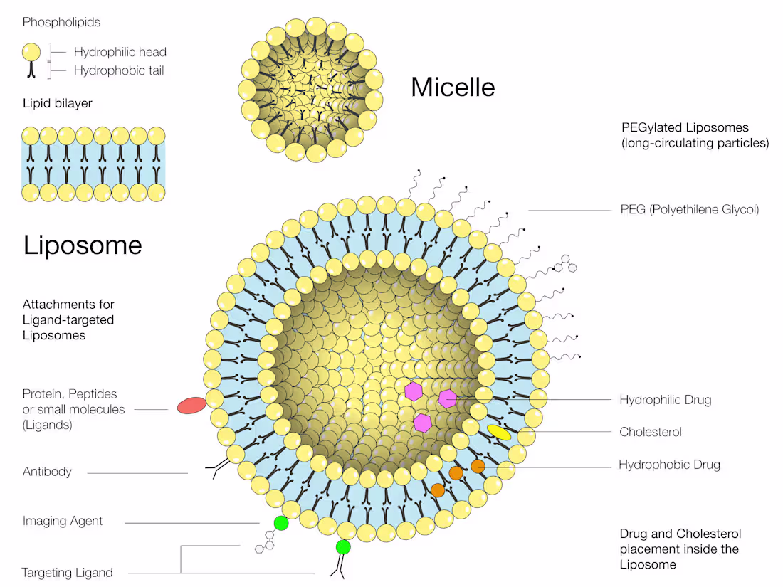 Cover image for Nanoparticles - Liposome Design