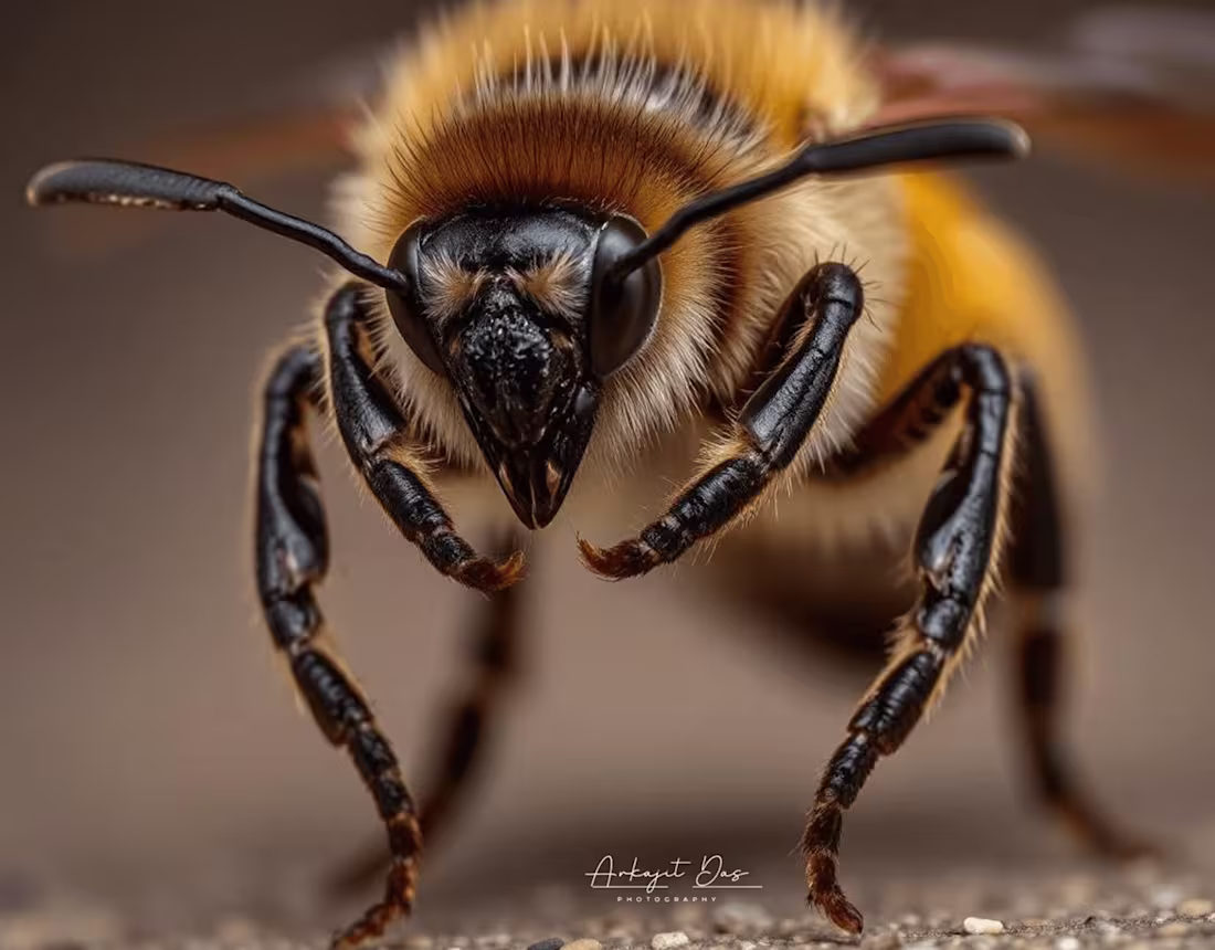 Cover image for The Intricate World of Bees A Macro Photography Journey